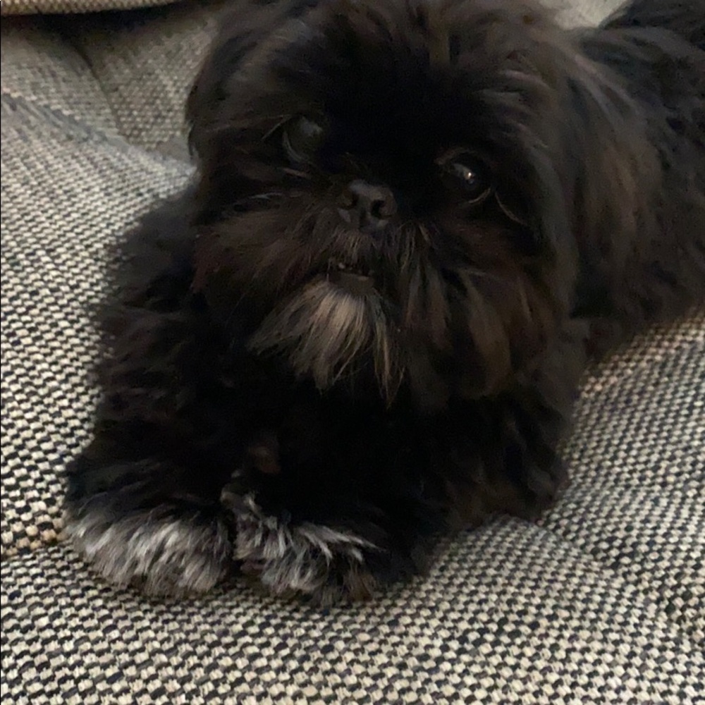 Posh office assistant